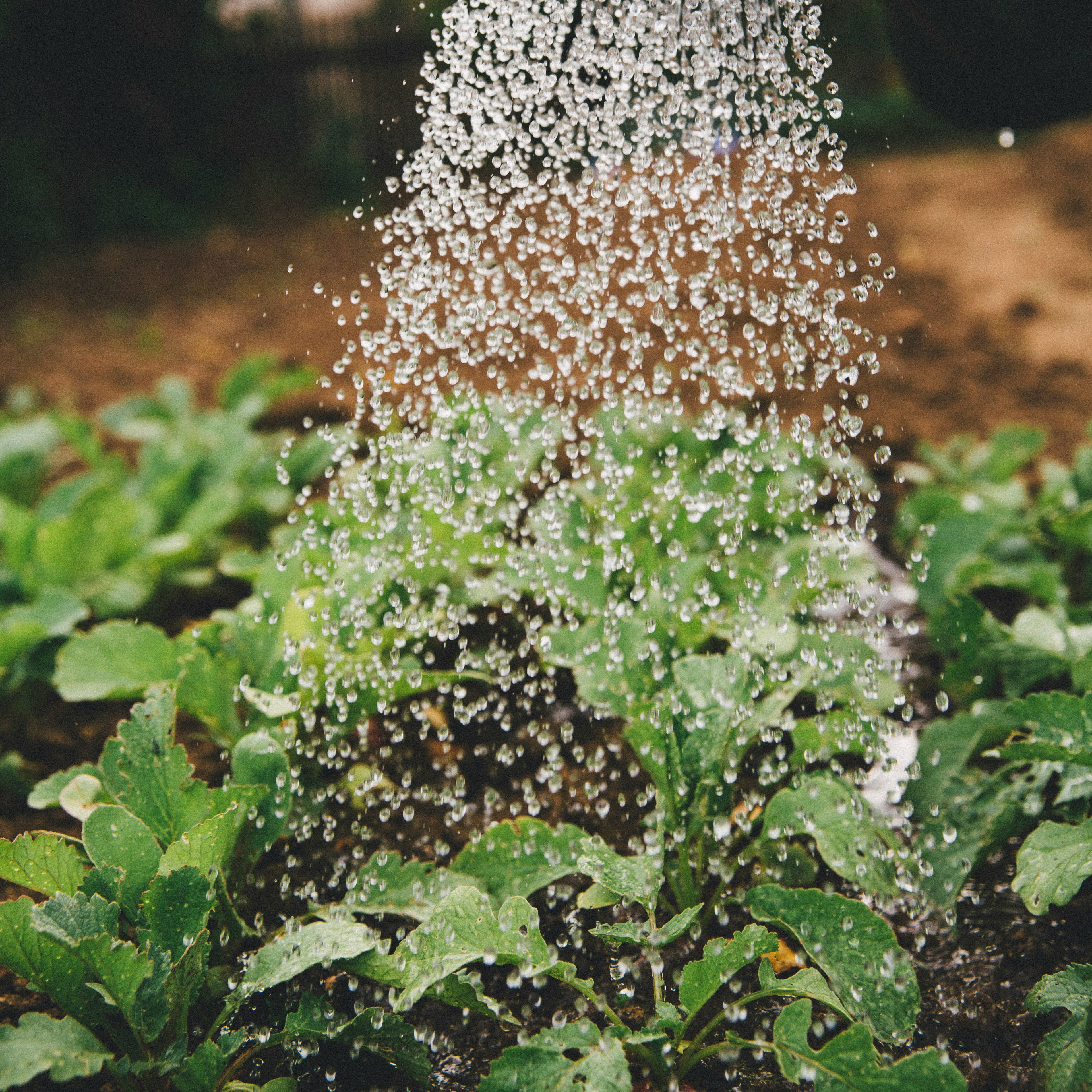 Cell Salts for Plants and Gardens in El Nino Weather
