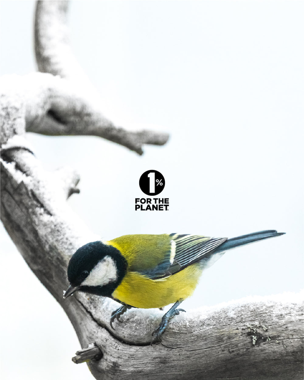 #7 Kali Sulph 6X - Certified Vegan, Lactose-Free Schuessler Cell Salt (Potassium sulfate)