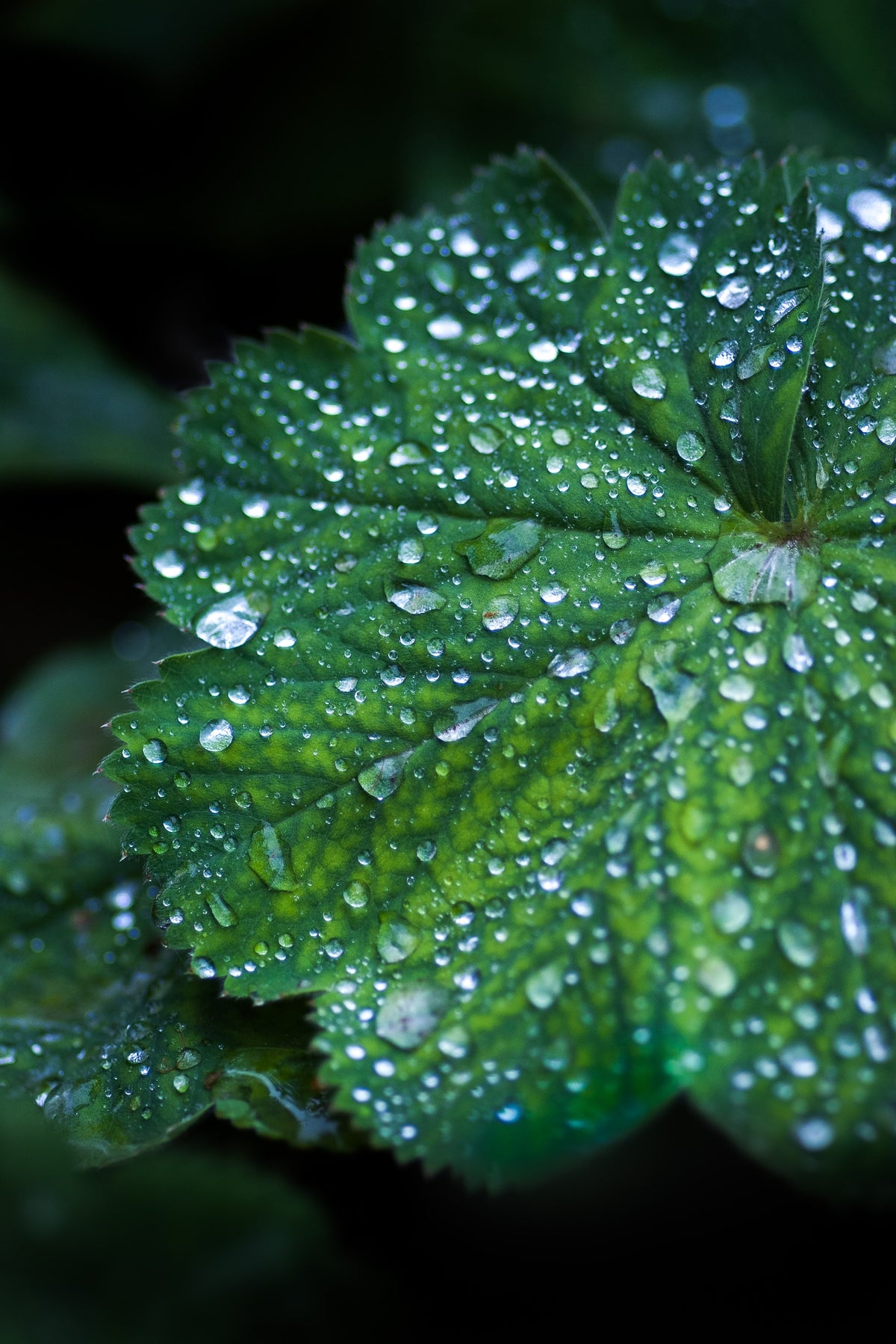 Cell Salts for Plants and Garden Part Two: Wet (West) Coast